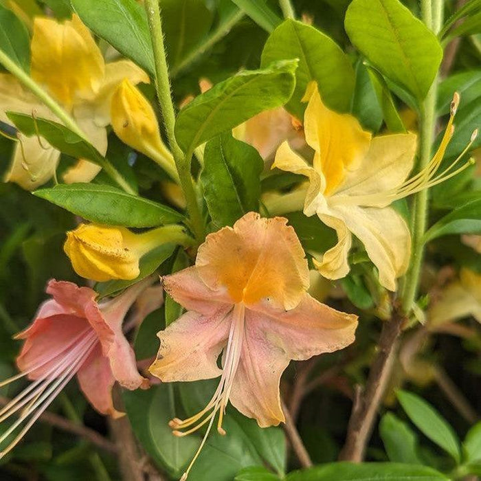 Azalea, Garden Rainbow Azalea