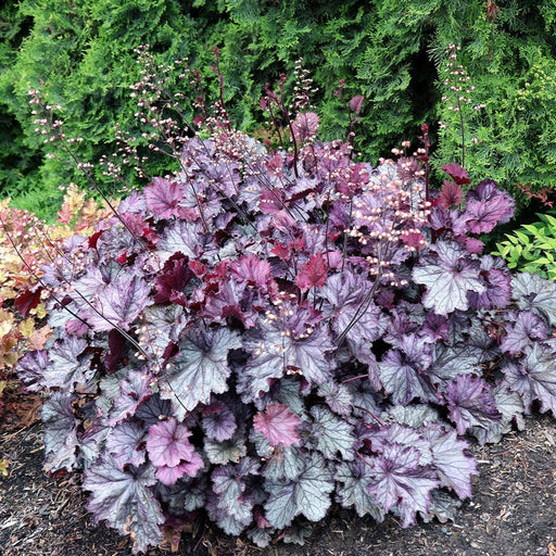 Coral Bells, Northern Exposure™ Purple Heuchera