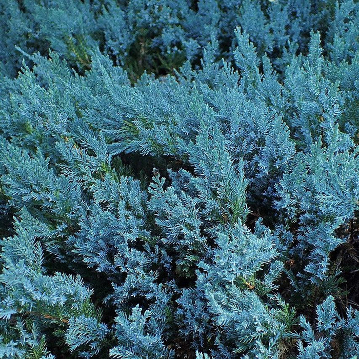 Juniper, Blue Chip Juniper