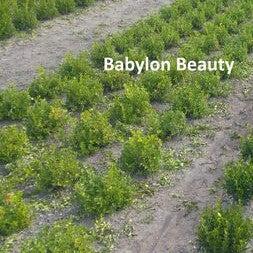 Boxwood, BetterBoxwood® Babylon Beauty™ Boxwood