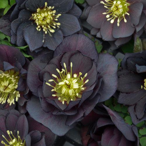 Hellebore, Wedding Party® Mix Lenten Rose