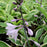 Hosta, Tambourine Hosta