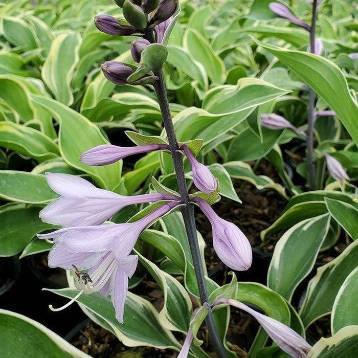 Hosta, Tambourine Hosta