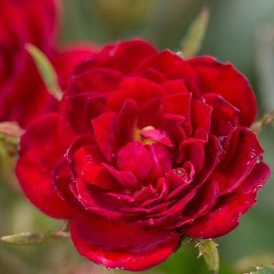 Rose, Easy Elegance Chi Floribunda Rose