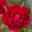 Rose, Easy Elegance Chi Floribunda Rose