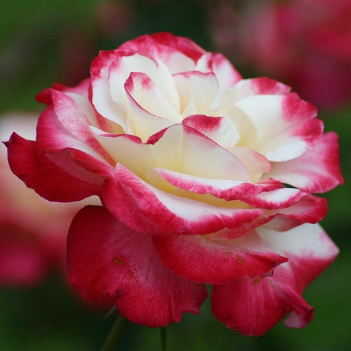 Rose, Double Delight Rose