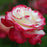 Rose, Double Delight Rose
