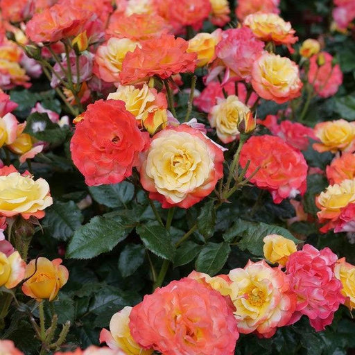 Rose, Oso Easy En Fuego® Rose