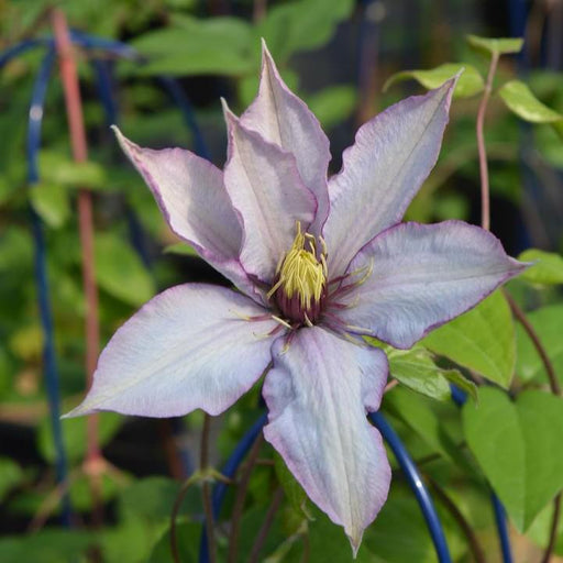 Clematis, Samaritan Jo™ Clematis