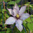 Clematis, Samaritan Jo™ Clematis
