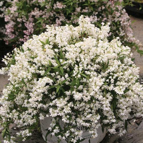Deutzia, Yuki Snowflake® Deutzia