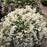 Deutzia, Yuki Snowflake® Deutzia