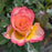 Rose, True Serenity Rose