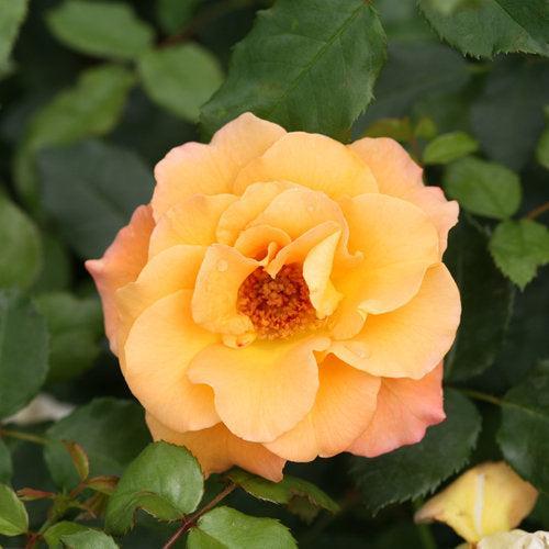 Rose, Oso Easy® Suñorita® Rose