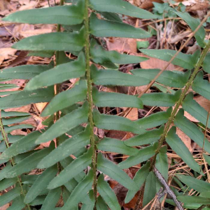 Fern, Christmas Fern