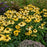 Coneflower, Color Coded® Yellow My Darling Echinacea