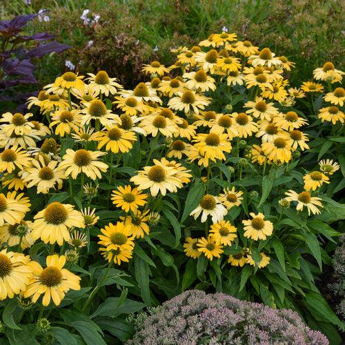 Coneflower, Color Coded® Yellow My Darling Echinacea