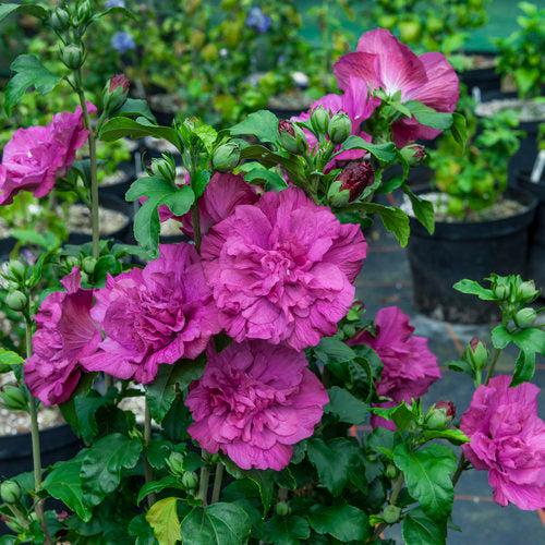 Hibiscus, Magenta Chiffon® Rose of Sharon