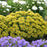 Sedum, PW® Rock 'N Round® Bright Idea Stonecrop