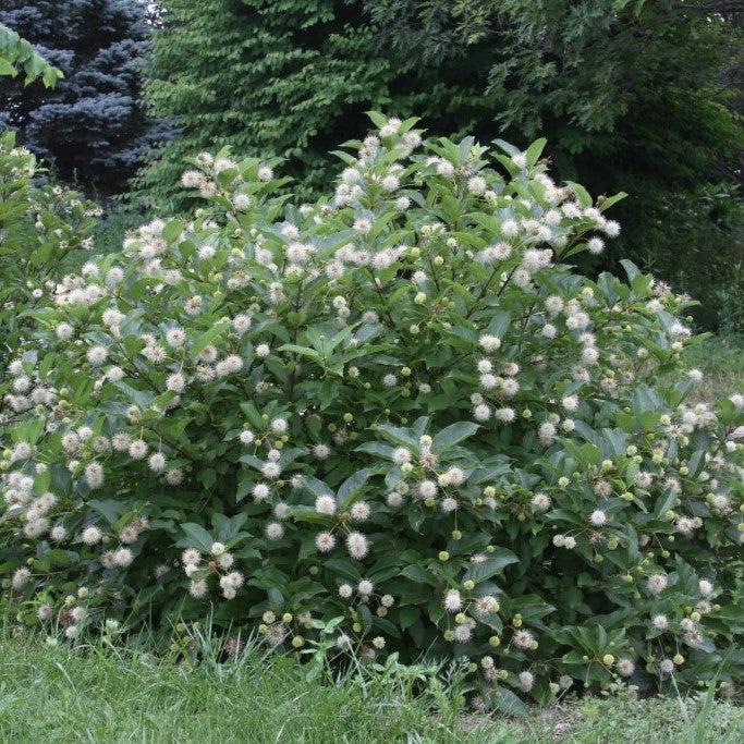 Buttonbush, Magical® Moonlight Buttonbush