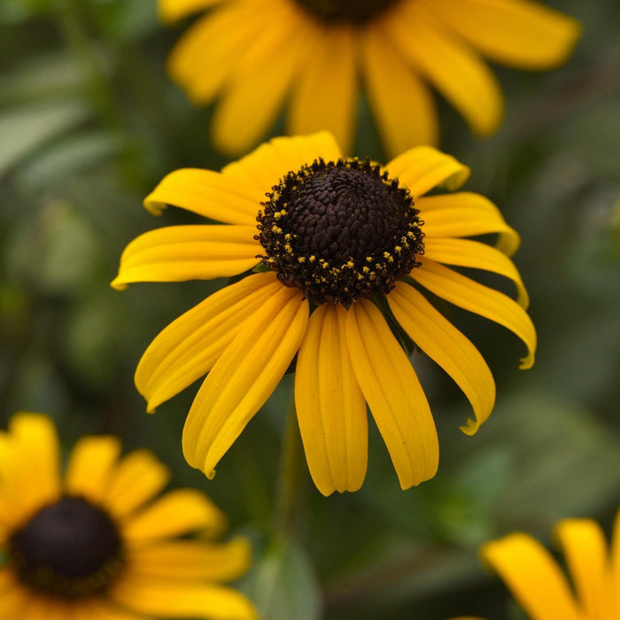 Black Eyed Susan, Gold Blitz Black-Eyed Susan