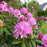 Rhododendron, Roseum Elegans Rhododendron