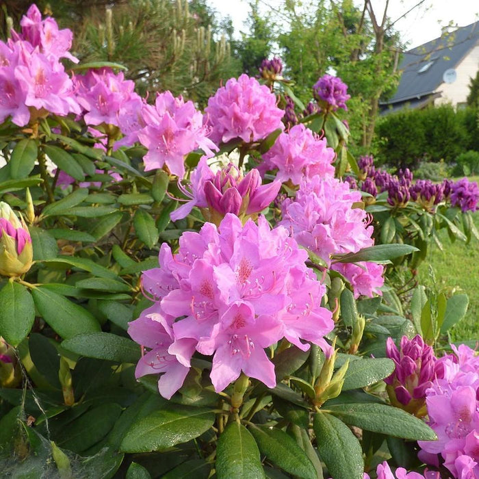 Rhododendron, Roseum Elegans Rhododendron