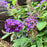 Butterfly Bush, Pugster Blue® Dwarf Butterfly Bush