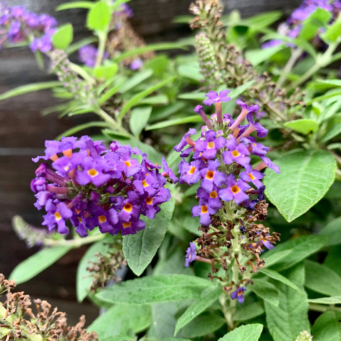 Butterfly Bush, Pugster Blue® Dwarf Butterfly Bush