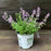 Catmint, Cat's Pajamas Catmint