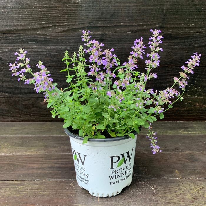 Catmint, Cat's Pajamas Catmint
