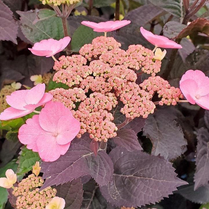 Hydrangea, Pink Dynamo™ Hydrangea