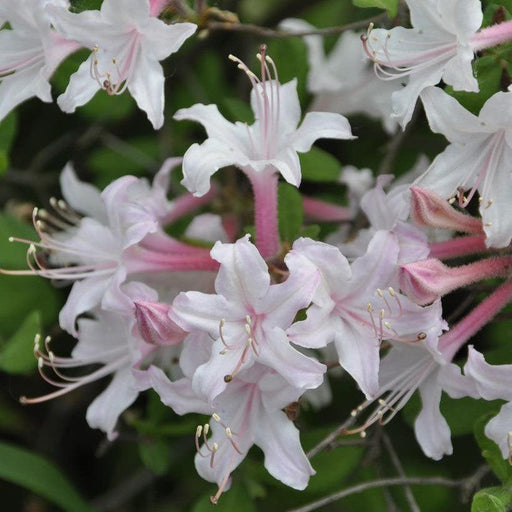Azalea, Coastal Azalea