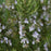 Rosemary, Blue Spires Rosemary