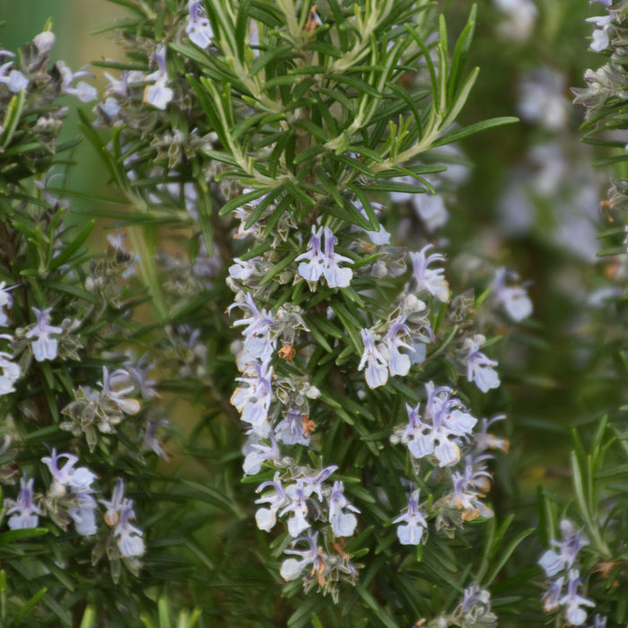 Rosemary, Blue Spires Rosemary