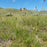 Grass, Blue Grama, Mosquito Grass