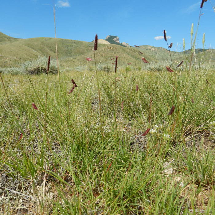 Grass, Blue Grama, Mosquito Grass
