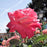Rose, Chicago Peace® Rose