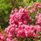 Rose, Flower Carpet® Pink Supreme Rose