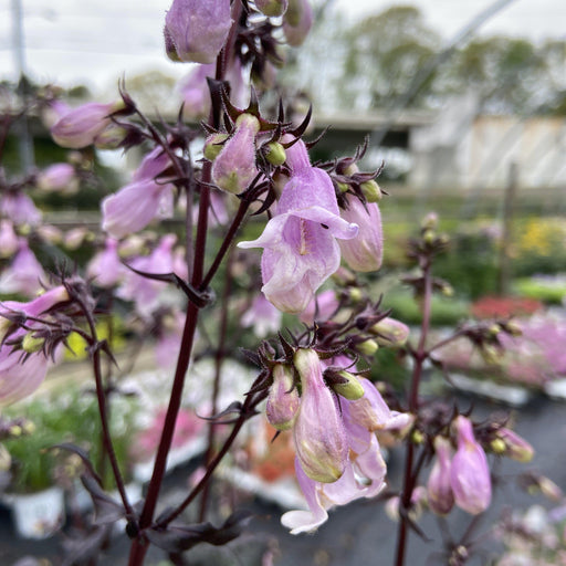 PENSTEMON MIDNIGHT MASQUERADE