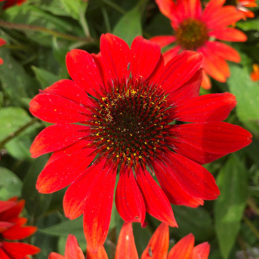 Coneflower, Sombrero® Sangrita Coneflower