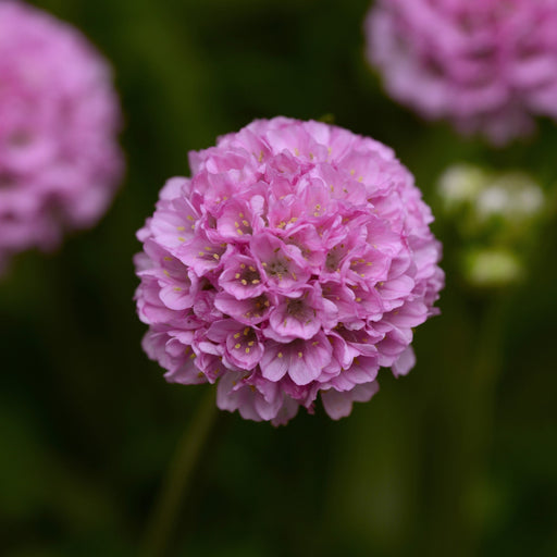 Thrift, Dreameria® Sweet Dreams Thrift