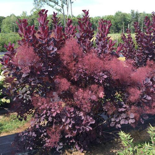 Smokebush, Winecraft Black® Smokebush