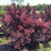 Smokebush, Winecraft Black® Smokebush