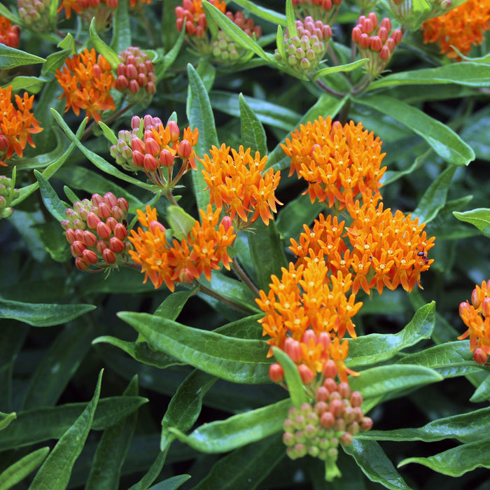 Milkweed, Butterfly Weed