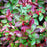 Wintergreens, Creeping Wintergreens, Eastern Tea Berry
