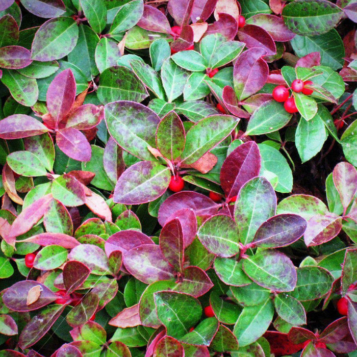 Wintergreens, Creeping Wintergreens, Eastern Tea Berry