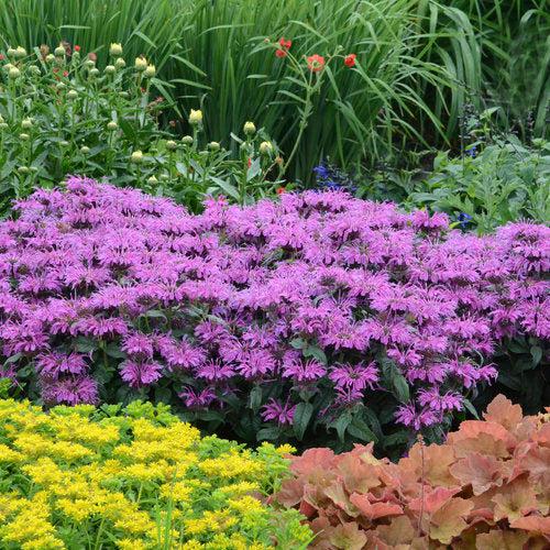 Bee Balm, PW® Leading Lady Plum Bee Balm