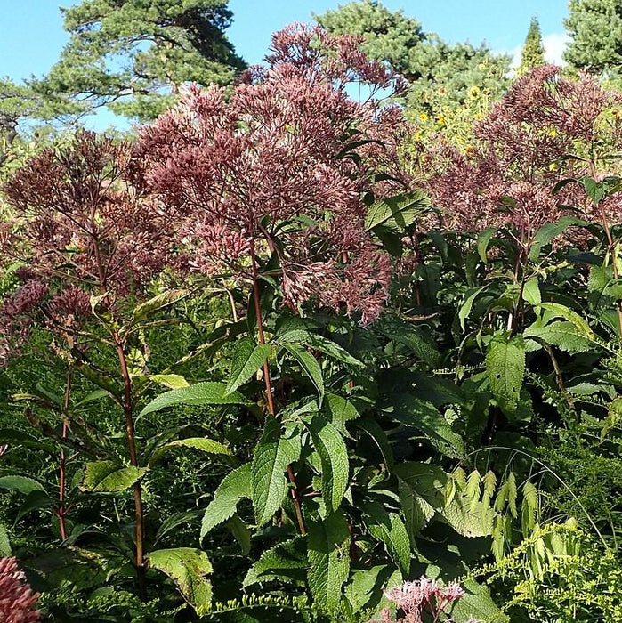 Joe Pye Weed, Gateway Joe Pye Weed