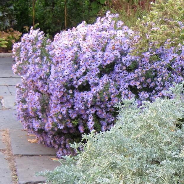 Aster, Raydon's Favorite Aromatic Aster